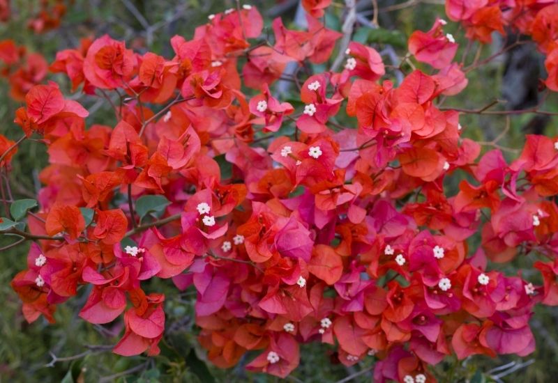  15 arbustos de flores vermelhas para alegrar a sua paisagem