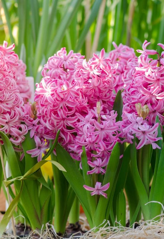  25 bunga saka merah jambu yang mencolok untuk menambah Pesona Feminin Pada Taman anda