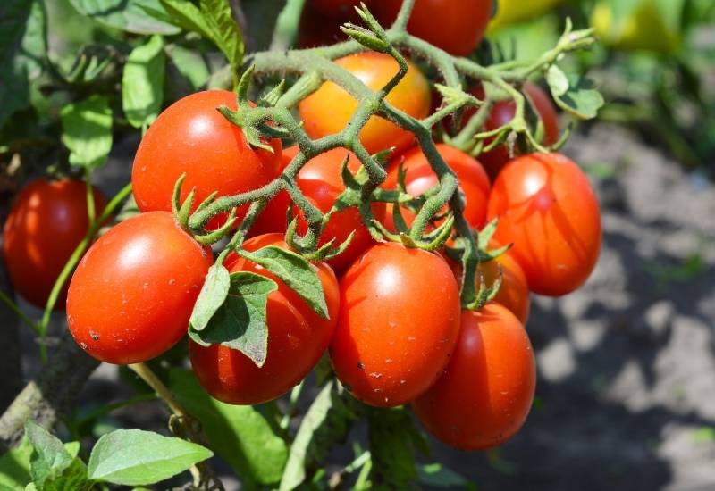  Menanam Tomato Roma Dari Menanam Hingga Menuai