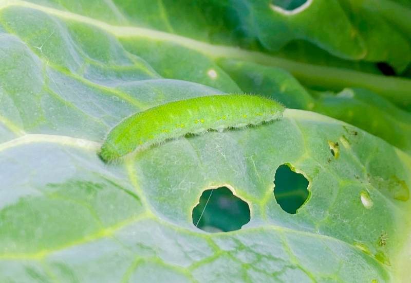  Vermes de repolo: como identificar e desfacerse destas molestas pragas do xardín