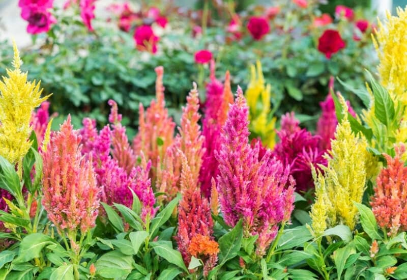  10 das melhores variedades de flores de celosia para o seu jardim