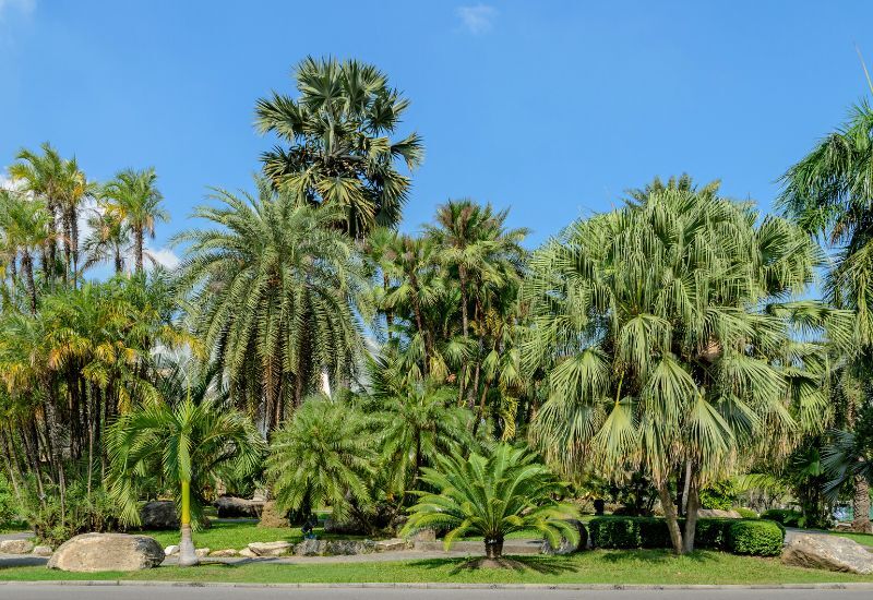  15 parasta kotoperäistä ja yleistä palmulajiketta, jotka viihtyvät Floridan maisemissa