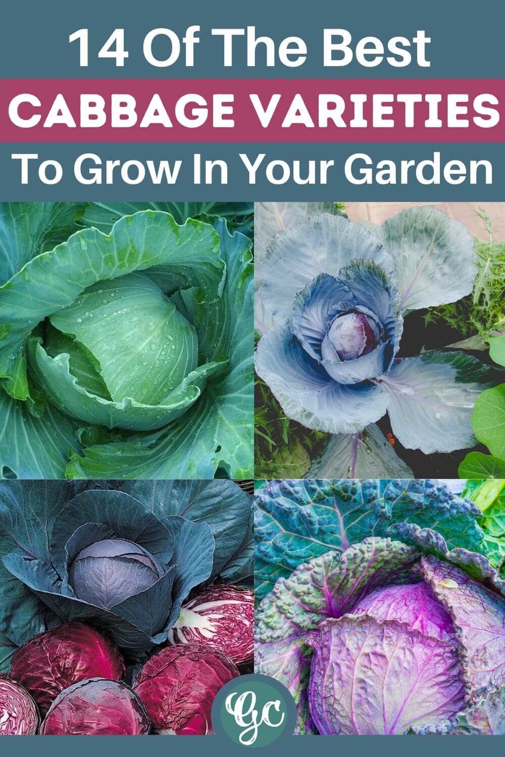  정원에서 재배할 수 있는 14가지 맛있는 양배추 품종