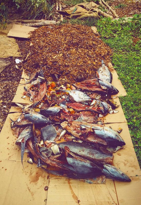  4 mejores formas de utilizar los restos de pescado como abono natural para el jardín