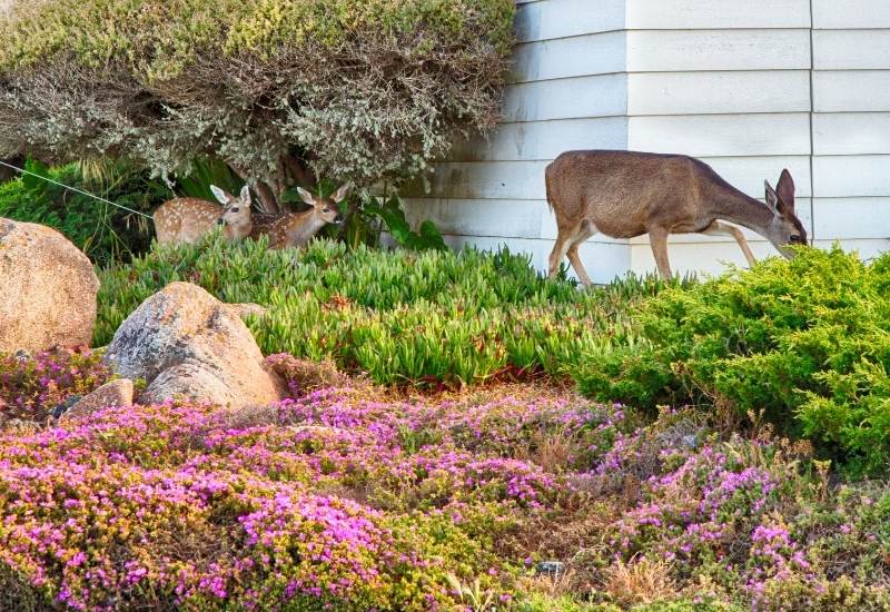  Deer Resistant Perennials: 20 ທາງເລືອກທີ່ມີສີສັນສໍາລັບແສງແດດແລະຮົ່ມ