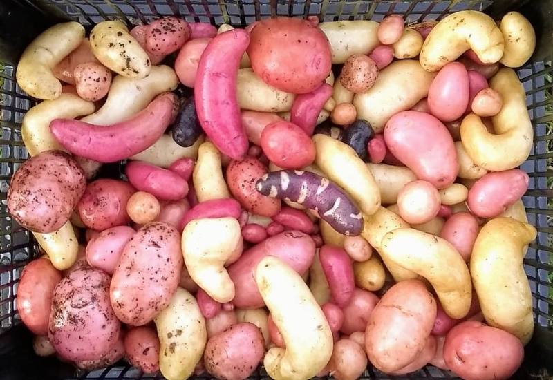  Tout ce que vous devez savoir sur les pommes de terre héréditaires - y compris ce qui les rend si spéciales