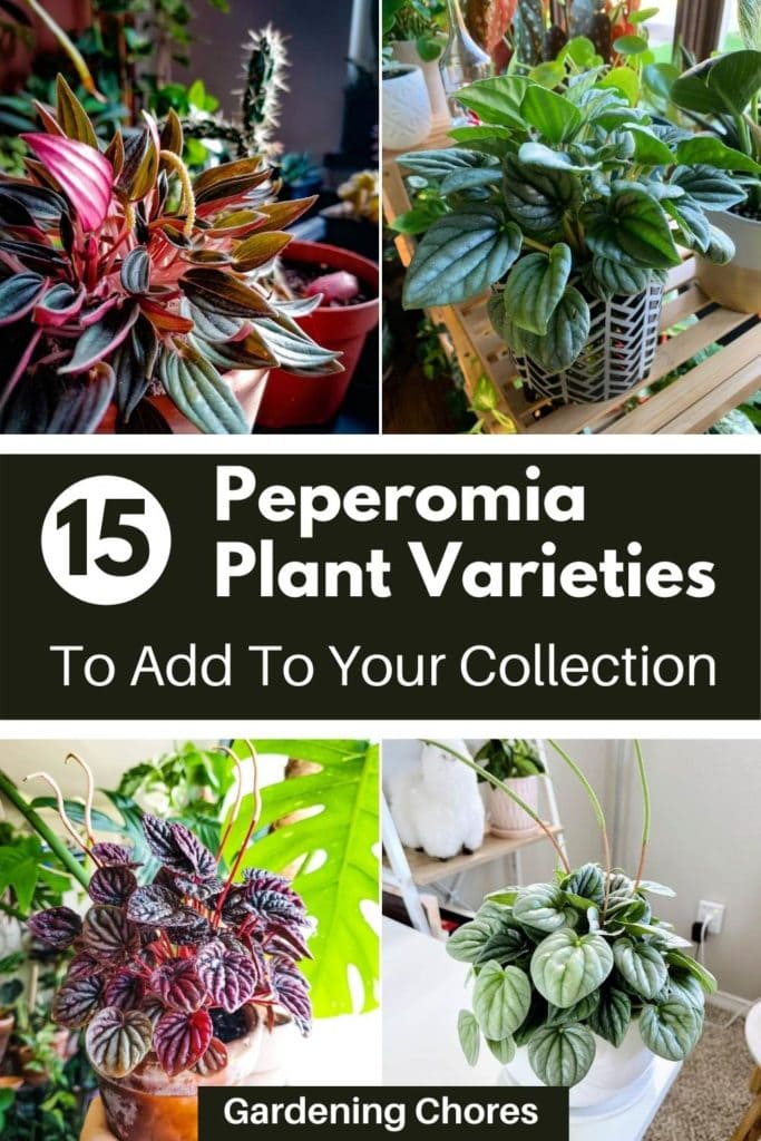  Vrste peperomije: 15 preporučenih sorti za uzgoj u zatvorenom prostoru