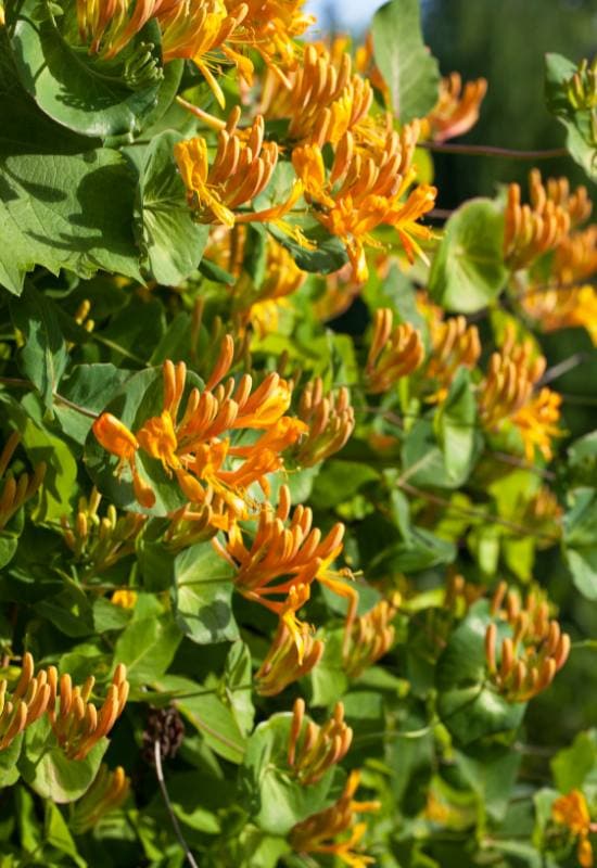  12 trepadeiras com flores cor de laranja para dar um toque de fogo ao seu jardim