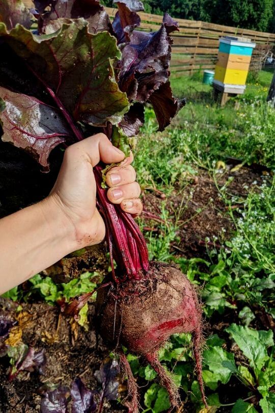  Les 20 meilleures variétés de betteraves à cultiver dans votre jardin