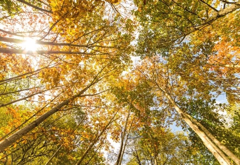  19 Pelbagai Jenis Pokok Oak Dengan Foto untuk Pengecaman