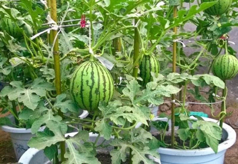  Da semente à colheita: um guia para o cultivo de melancias em recipientes