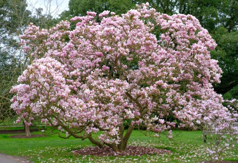  20 types de magnolias &amp; ; comment les planter et les soigner
