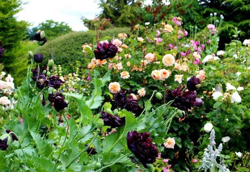  18 elegantných a tajomných čiernych kvetov, ktoré dodajú vašej záhrade (tmavú) drámu