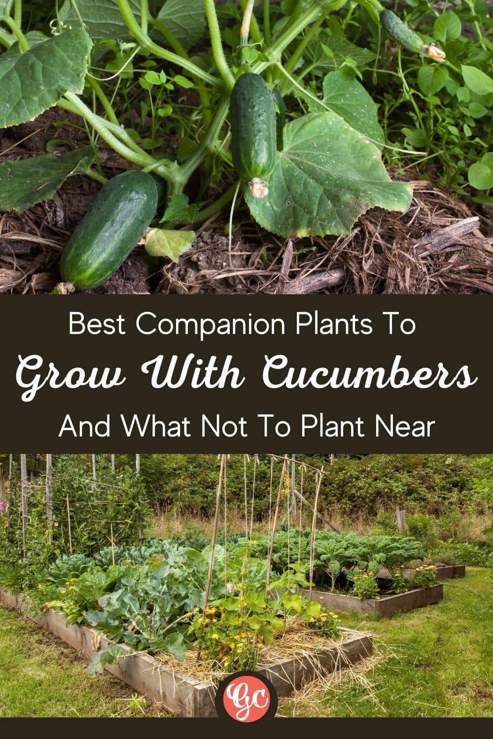  11 plantes compagnes du concombre à cultiver ensemble et à ne pas planter à proximité