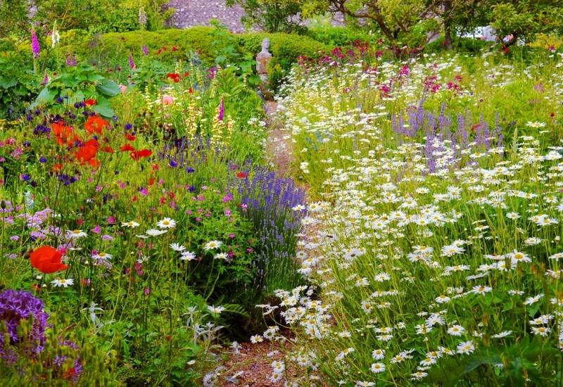  14 plantas floridas essenciais para um jardim rural inglês