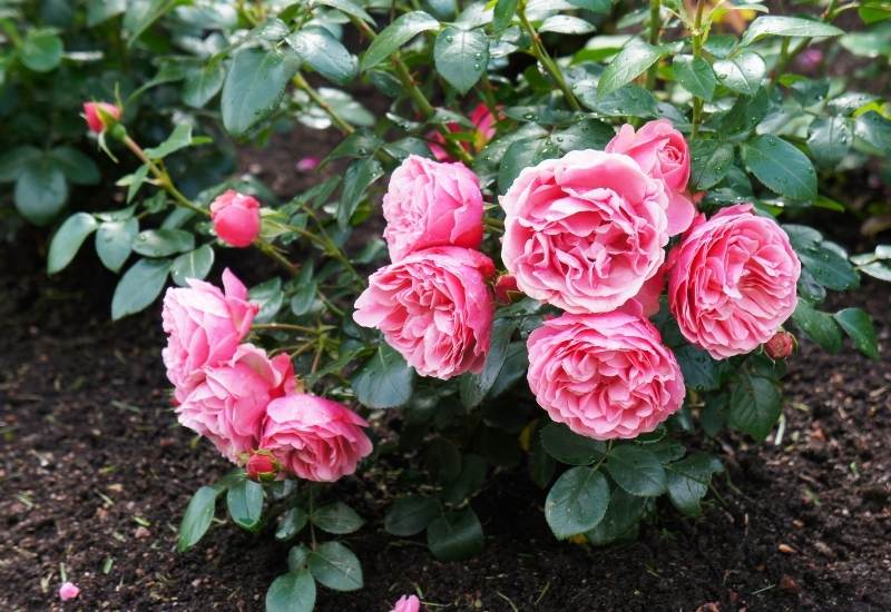  15个华丽的花束玫瑰品种您的花园