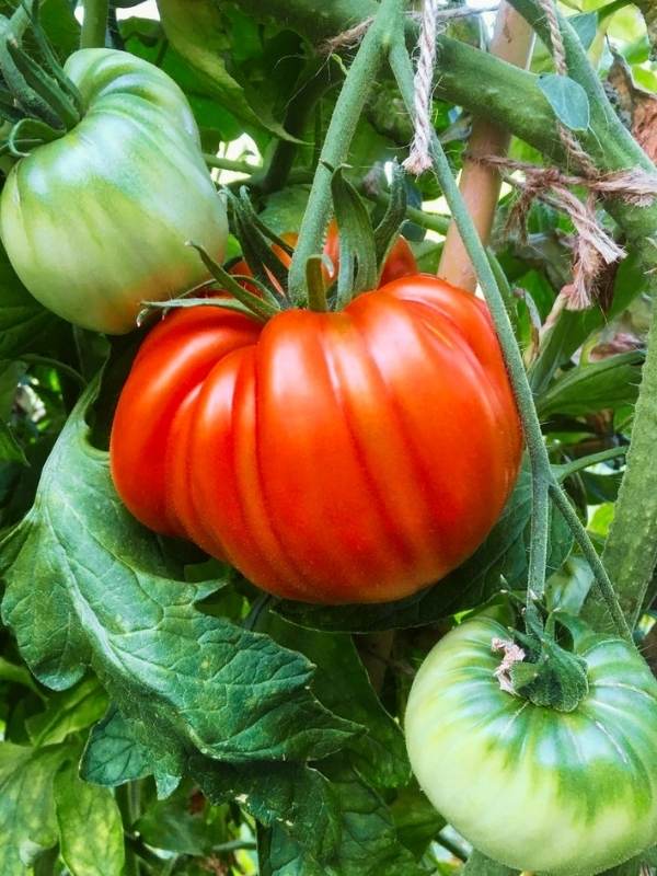  Hibrid Beefmaster – Cara Menanam Tumbuhan Tomato Beefmaster Di Taman Anda