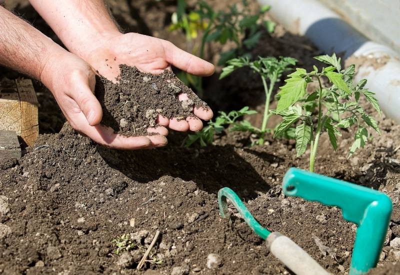  Créer un pH de sol parfait pour les tomates acidophiles