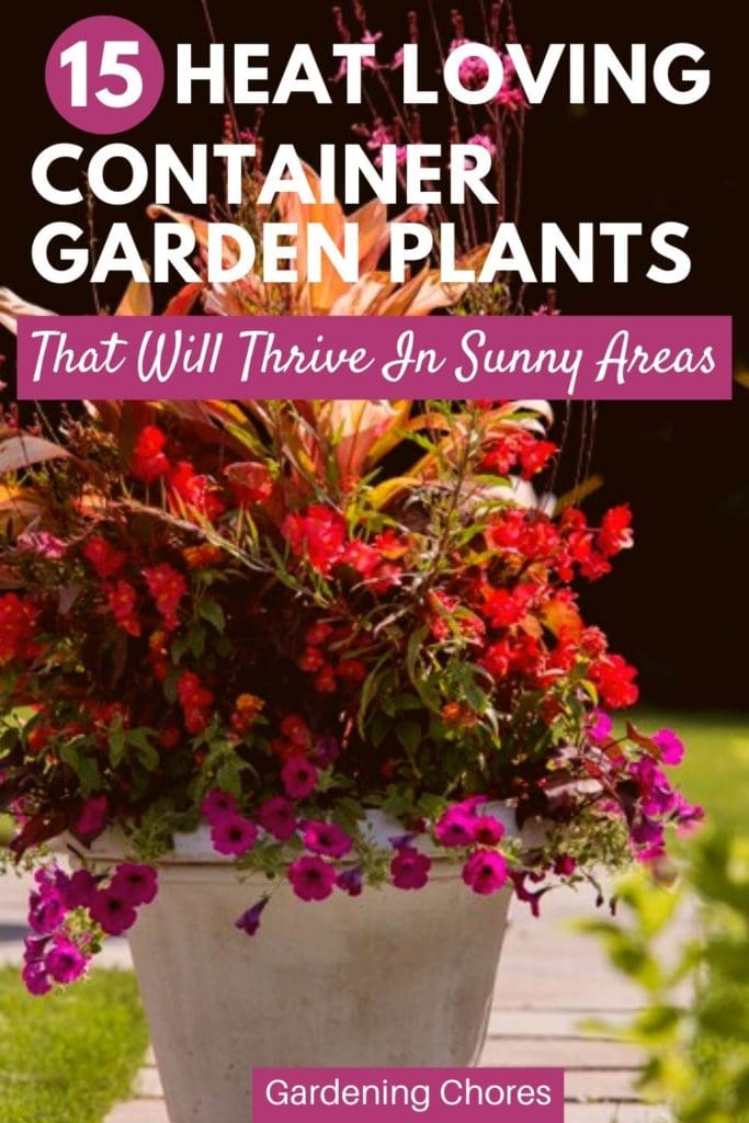  15 plantas de jardim em contentor tolerantes ao calor que irão prosperar em áreas ensolaradas