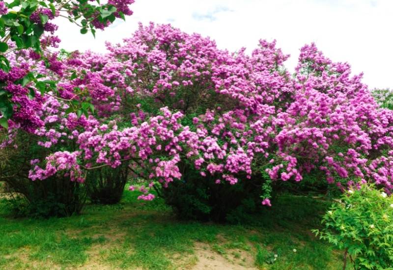  20 Varieti Lilac Menakjubkan Untuk Mengisi Taman Anda dengan wangian dan Warna