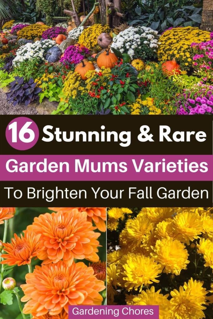  16 Jenis Bunga Chrysanthemum Untuk Warna Musim Gugur Ke Taman Anda