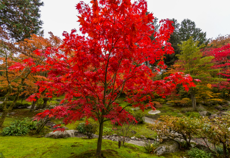  10 Pokok Hiasan Dengan Daun Merah Untuk Menyalakan Bunga Api Sebenar Berwarna Sepanjang Tahun