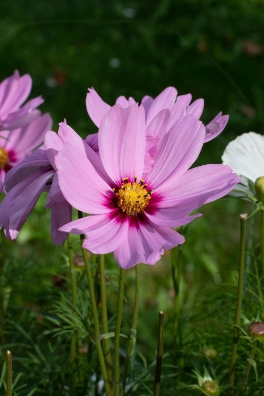  15 Bunga Tahunan Ungu Tercantik Untuk Mencantikkan Taman Anda