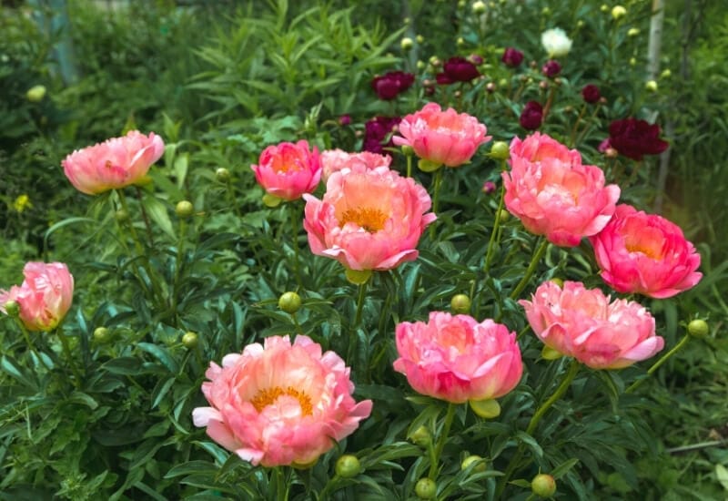  12 tipos de peónias para dar um toque de cor ao seu jardim de primavera
