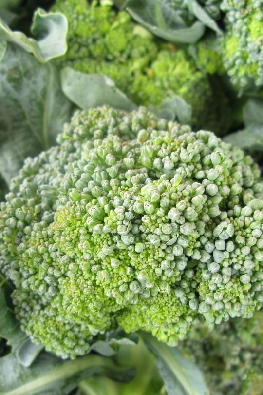  Varieti Brokoli: 20 Jenis Brokoli yang anda boleh tanam
