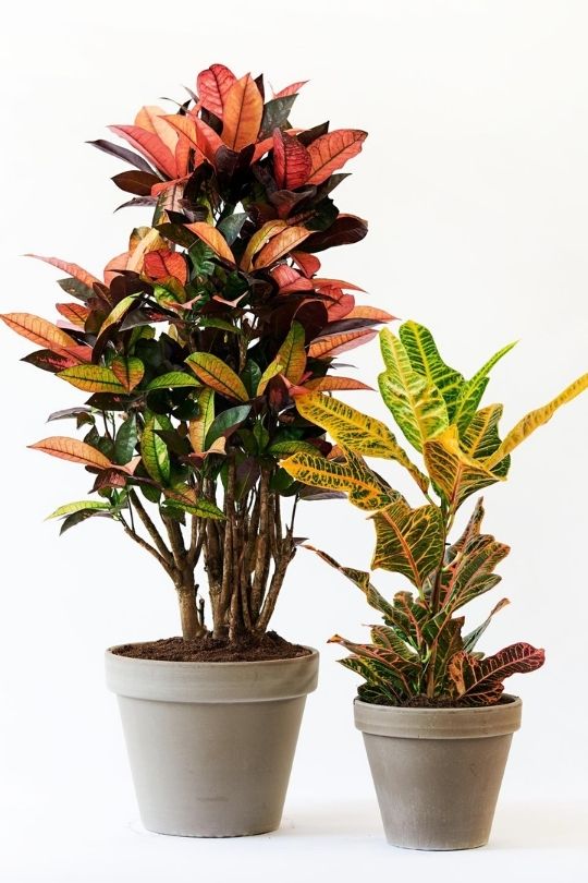  18 цветни разновидности на растението Croton, които се отличават от цялата зеленина