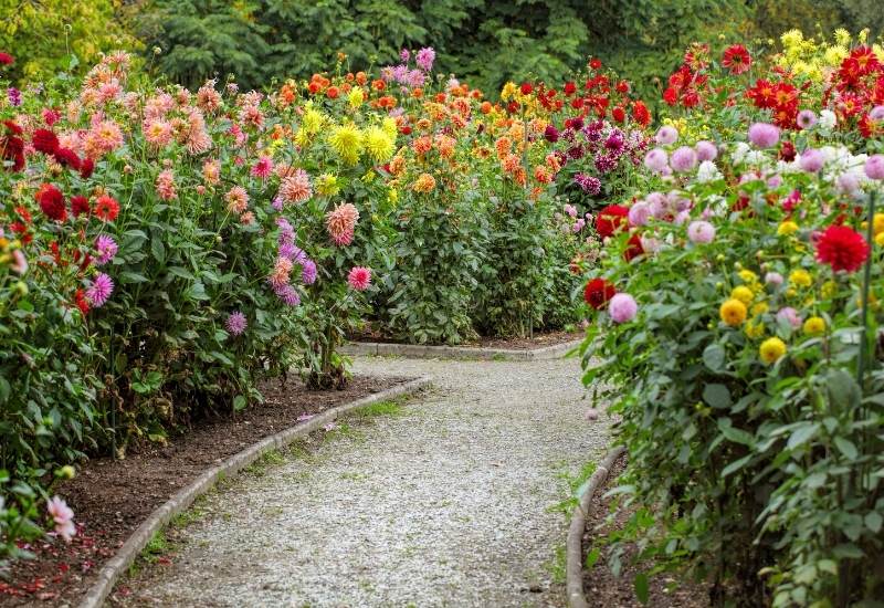  Variétés de dahlias - comprendre les différents types de classification et de formation des fleurs de dahlias