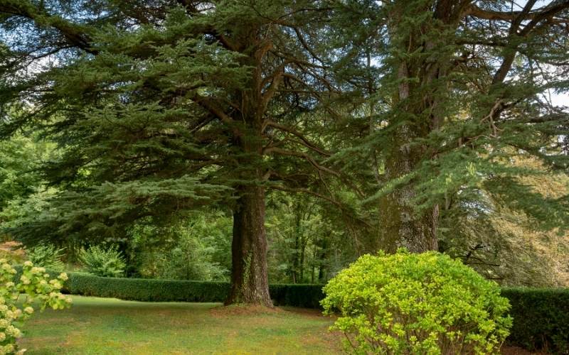  10 Pelbagai Jenis Pokok Cedar Dengan Gambar (Panduan Pengenalan)