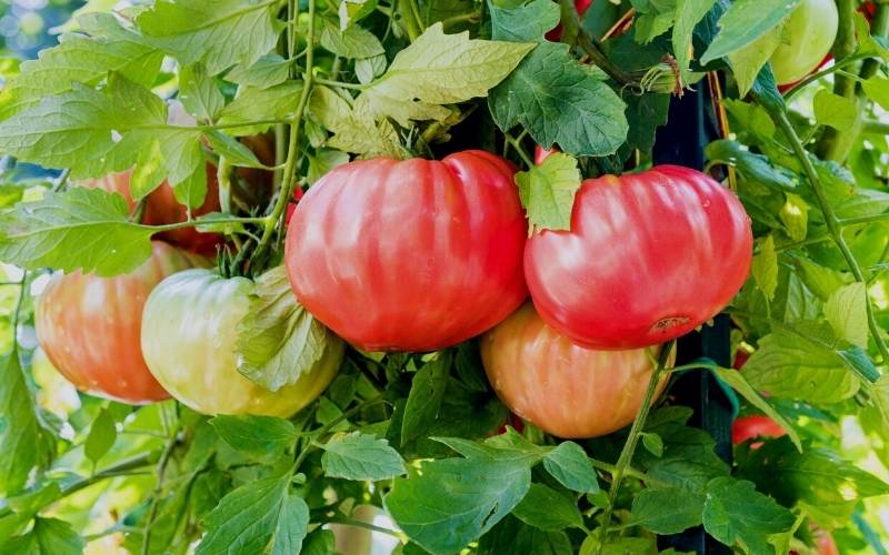  Cara Menanam Tomato Beefsteak Yang Besar Dan Berair Di Taman Anda