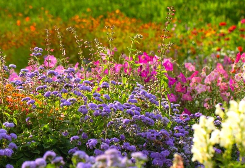  12 plantes annuelles à floraison printanière pour donner de la couleur à votre jardin
