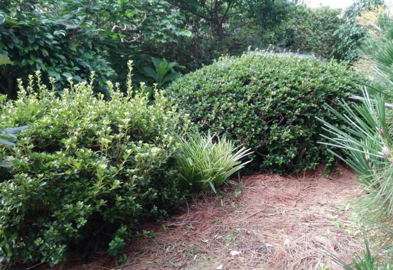  Quando e como podar os arbustos de azálea para obter uma floração vigorosa ano após ano