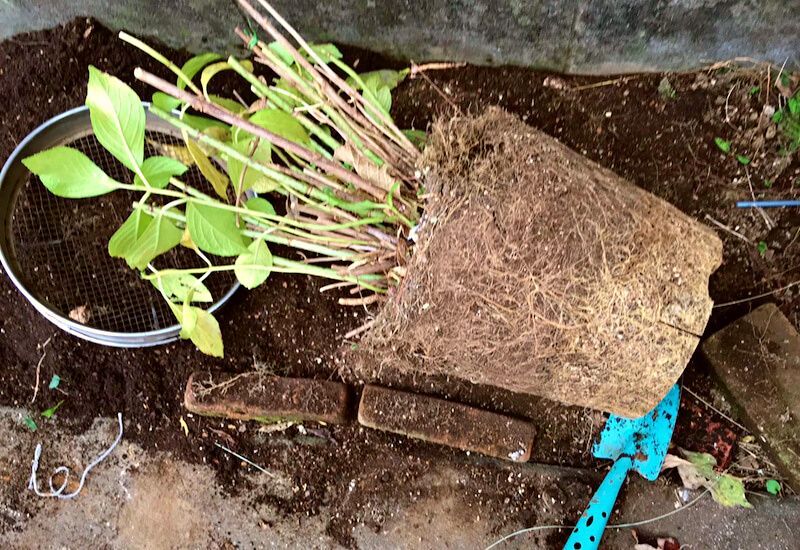  Cando, por que e como transplantar arbustos de hortensias