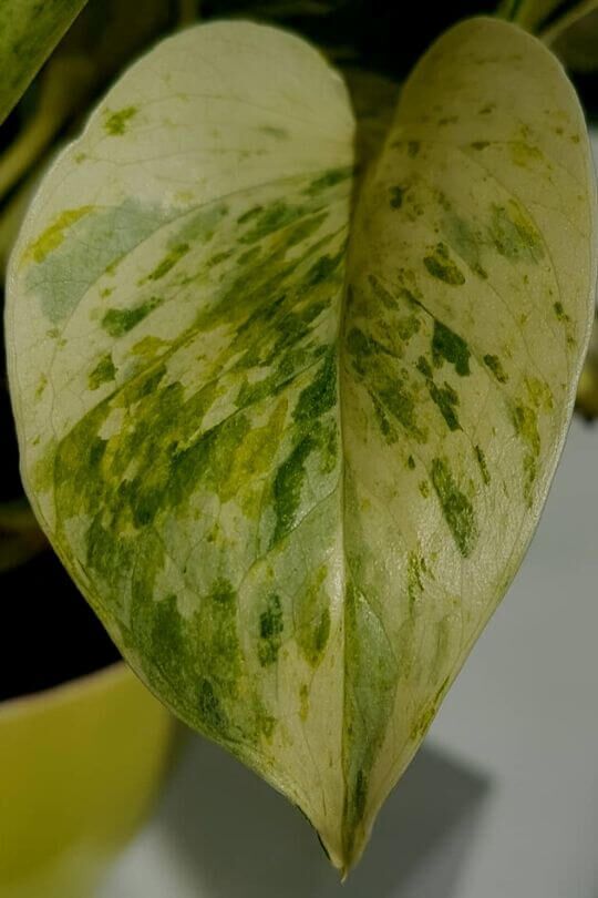  8 razões pelas quais as folhas de Pothos ficam amarelas e como corrigi-las