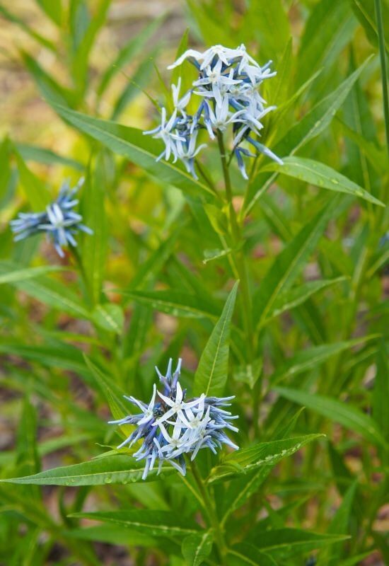  Heavenly Hues : 20 plantes vivaces à fleurs bleues pour un jardin serein et relaxant