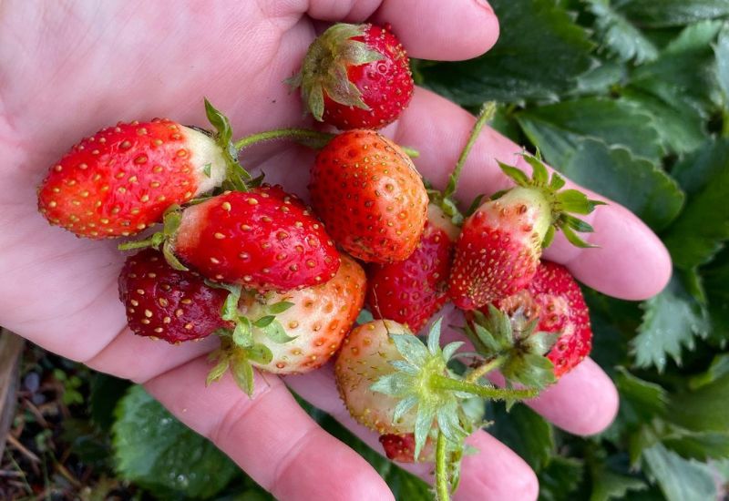  Comment cultiver les meilleures fraises remontantes pour une récolte continue ?