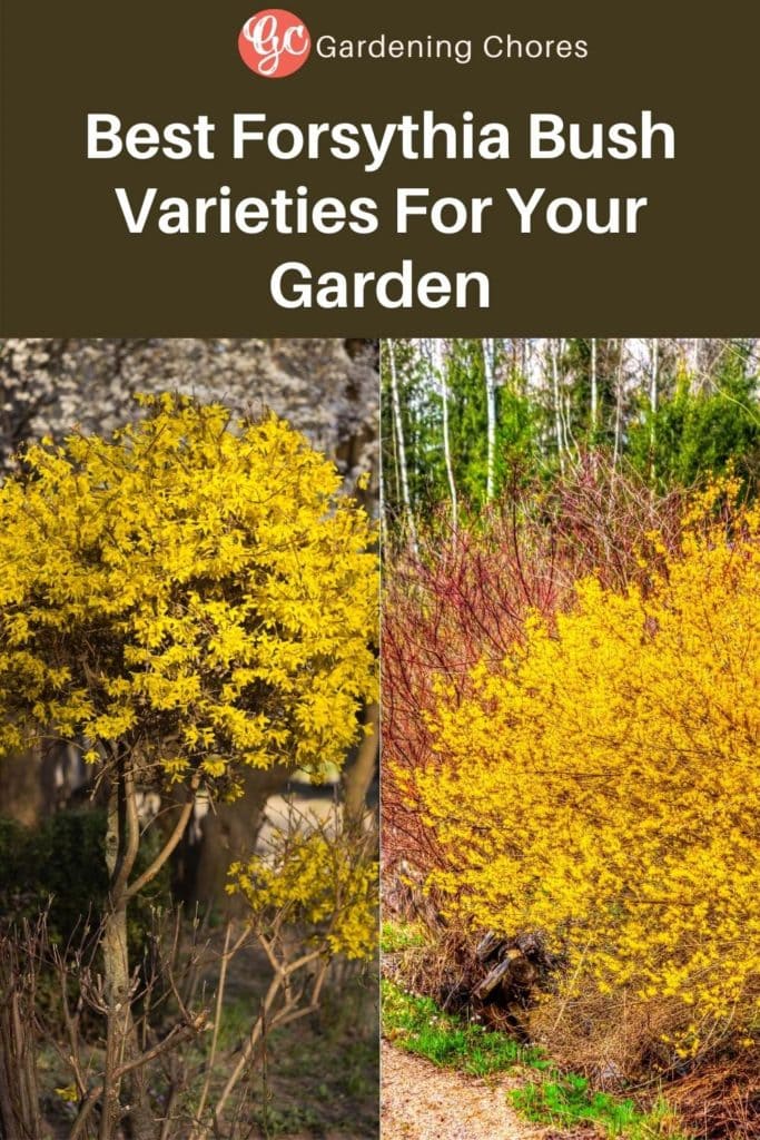  10 variedades de arbustos de forsítia para o seu jardim