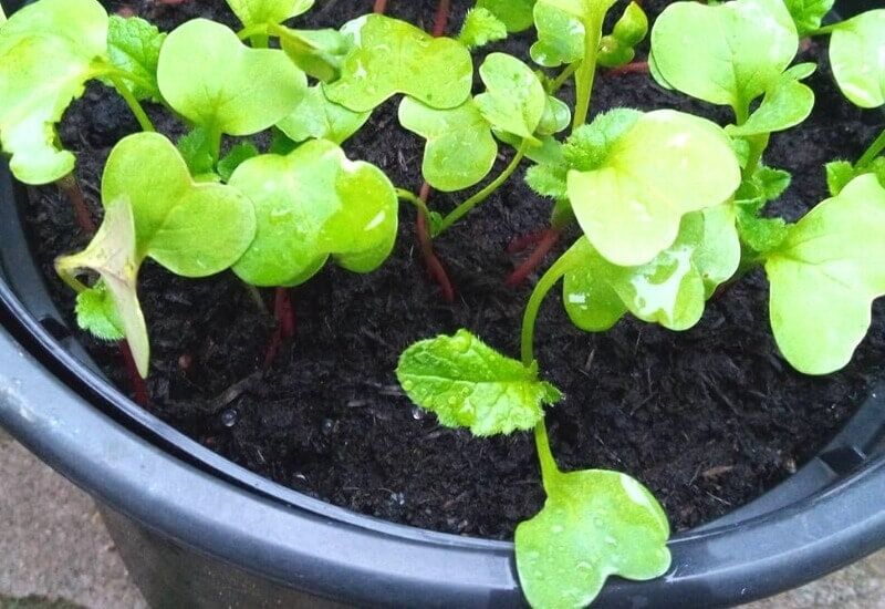  Comment planter et cultiver les radis en conteneurs et en pots
