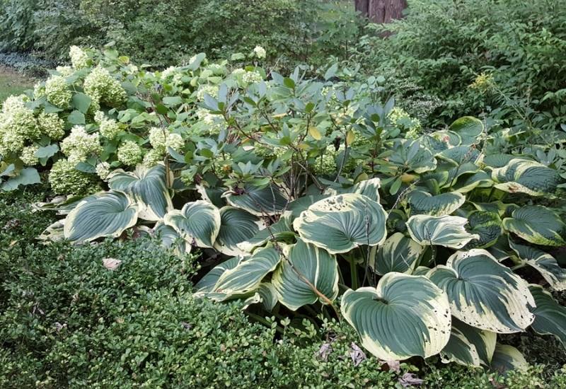 30 arbustes qui aiment l'ombre pour égayer les coins sombres de votre jardin