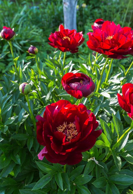  21 variétés de pivoines rouges ravissantes qui transformeront votre jardin en un paradis romantique !