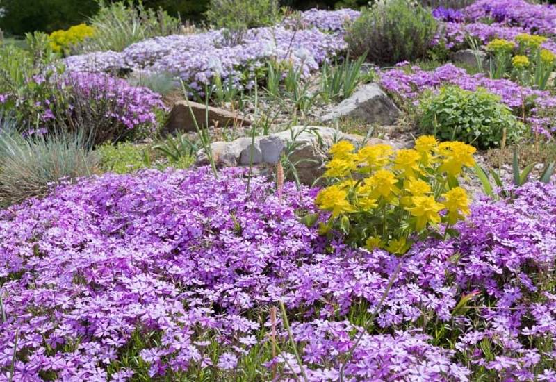  15 gyönyörű és alacsony fenntartású talajfedő növények lila virágokkal