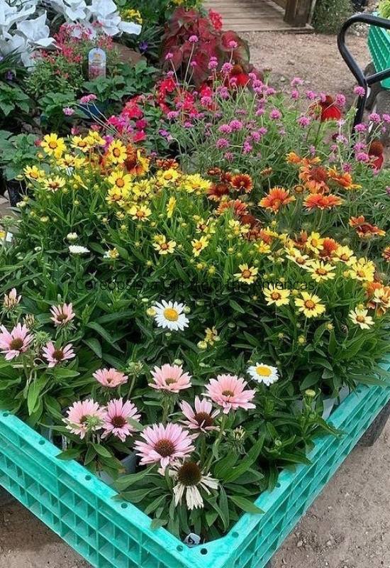  12 variedades impressionantes de Coreopsis para encher o seu jardim de cor durante todo o verão