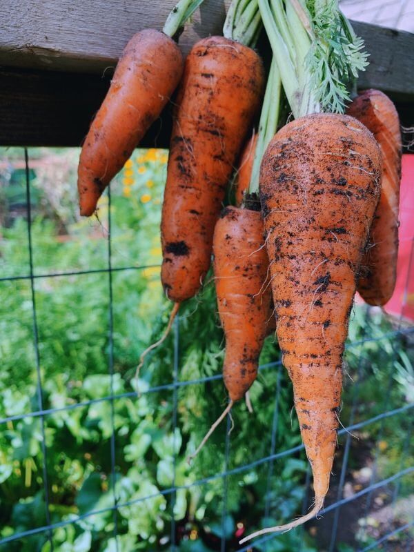  Desbaste de cenouras: porquê, quando e como desbastá-las após a plantação?