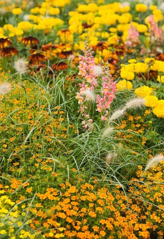 16 plantas perenes de floração amarela para adicionar um raio de sol ao seu jardim