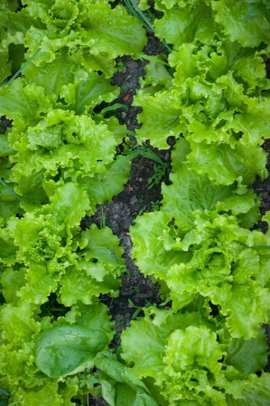  19 različitih vrsta salate za vaš vrt