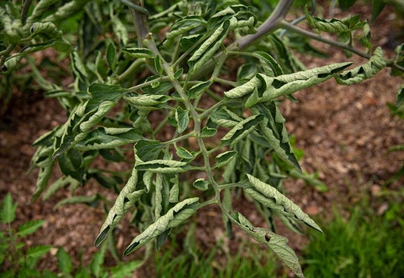  tomaat leaf curl: oarsaken en Cures foar Curling Leaves op tomaat planten