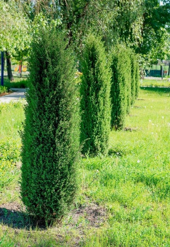  15 arbustos altos e estreitos para privacidade durante todo o ano num jardim pequeno